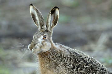 European hare (Lepus europaeus), animal portrait, Burgenland, Austria, Europe