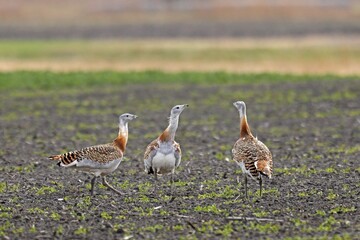 Great bustards (Otis tarda) standing on a field, Andau, Burgenland, Austria, Europe