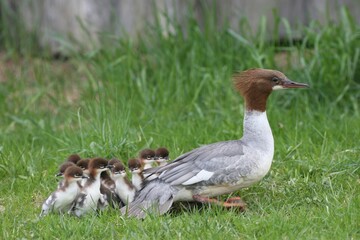 Goosander or Common Merganser (Mergus merganser), female adult with chicks, one day, Allgaeu, Bavaria, Germany, Europe