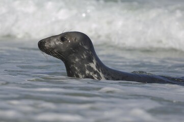Obraz premium Grey seal (Halichoerus grypus), Heligoland, Schleswig-Holstein, Germany, Europe