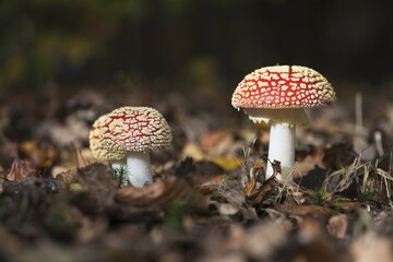 Fly agaric or fly amanita (Amanita muscaria) amongst leaves, Emsland, Lower Saxony, Germany, Europe