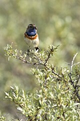 Bluethroat (Cyanosylvia svecica) with beetle in its beak, Texel, West Frisian Islands, Province of North Holland, The Netherlands, Europe