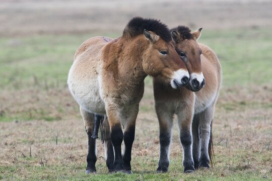 Przewalski's horses (Equus ferus przewalskii) stand close together, Emsland, Lower Saxony, Germany, Europe