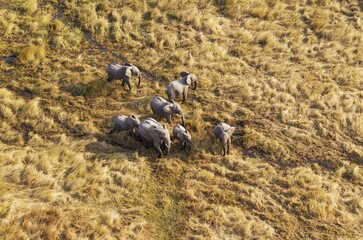 African Elephants (Loxodonta africana), breeding herd, roaming in a freshwater marsh, aerial view, Okavango Delta, Botswana, Africa