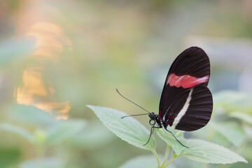 Red Postman (Heliconius erato), captive, Emsland, Lower Saxony, Germany, Europe