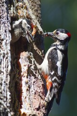 Great Spotted Woodpecker (Dendrocopos major) feeding young, Hesse, Germany, Europe