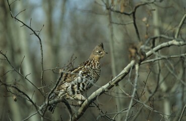Spruce Grouse (Falcipennis canadensis), Elk Island national park, Canada, Alberta, North America