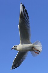Black-headed gull (Chroicocephalus ridibundus) in flight, blue sky, Kemnade, North Rhine-Westphalia, Germany, Europe