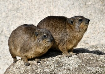 Cape hyrax (Procavia capensis), young on rocks, captive