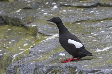 Black guillemot (Cepphus grylle), standing on rock, Spitsbergen, Norway, Europe