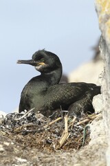 European shag (Phalacrocorax aristotelis), bird island Hornøya, Varanger, Norway, Europe