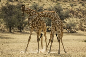 Southern Giraffe (Giraffa giraffa giraffa), fighting males in the dry Auob riverbed, Kalahari Desert, Kgalagadi Transfrontier Park, South Africa, Africa