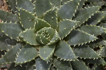 Fototapeta premium Short-leaved Aloe (Aloe brevifolia), native to the Western Cape, South Africa, Africa