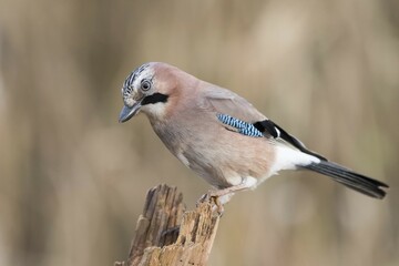 Eurasian Jay (Garrulus glandarius), Hesse, Germany, Europe