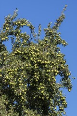 Pear tree (Pyrus) with mature Pears, blue sky, Germany, Europe
