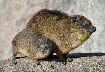 Cape hyraxes (Procavia capensis), dam with kitten, captive