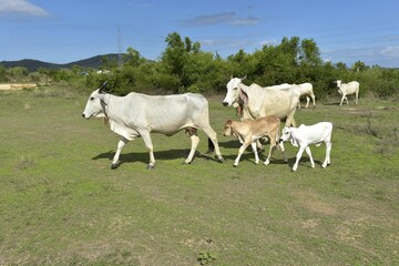 Fototapeta premium Domestic cattle, cows with calves on a meadow, Hua Hin, Thailand, Asia