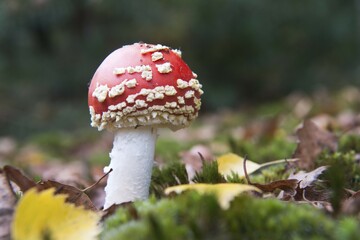 Fly agaric or fly amanita (Amanita muscaria) amongst leaves, Emsland, Lower Saxony, Germany, Europe