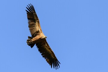 Griffon vulture (Gyps fulvus), adult bird in flight, Monfragüe National Park, Extremadura, Spain, Europe