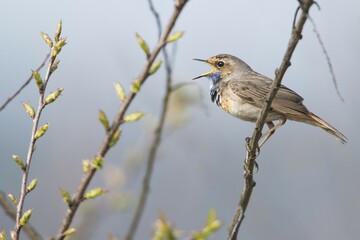 Obraz premium Bluethroat (Luscinia svecica) sitting on a branch, singing, Emsland, Lower Saxony, Germany, Europe