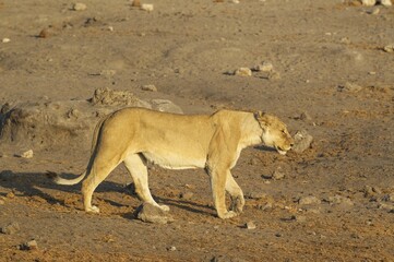 Lion (Panthera leo), female, lioness walking, Etosha National Park, Namibia, Africa