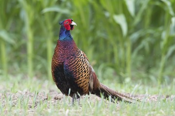 Pheasant (Phasianus colchicus), male at the edge of a field, Emsland, Lower Saxony, Germany, Europe