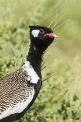 Northern Black Korhaan (Afrotis afraoides), also called White-quilled Bustard, male, Kalahari Desert, Kgalagadi Transfrontier Park, South Africa, Africa