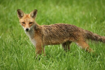Red Fox (Vulpes vulpes), young fox, three months, Allgaeu, Bavaria, Germany, Europe