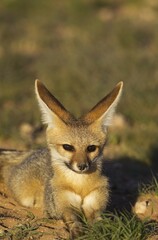 Fototapeta premium Cape Fox (Vulpes chama), resting at its burrow, Kalahari Desert, Kgalagadi Transfrontier Park, South Africa, Africa