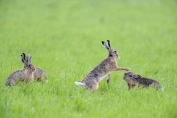 European hares (Lepus europaeus) in a meadow, one beats another hare with his front paws,...