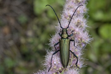 Musk beetle (Aromia moschata) on flower of willow-leaved spirea shrub(Spiraea salicifolia),...