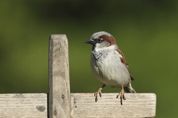 House Sparrow (Passer domesticus), male, Allgäu, Bavaria, Germany, Europe