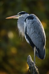 Grey Heron (Ardea cinerea), Baden-Württemberg, Germany, Europe
