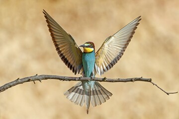 European bee-eater (Merops apiaster), landing on a twig, Rhineland-Palatinate, Germany, Europe