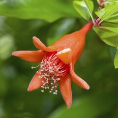 Pomegranate (Punica granatum), flower