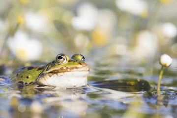 Edible frog (Pelophylax esculentus) in water, Hesse, Germany, Europe