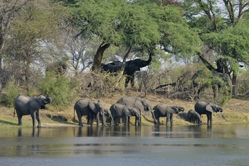 Elephant (Loxodonta africana) herd drinking at the Cuando River, Bwabwata National Park, Zambezi...