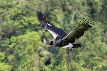Flying Horned Screamer (Anhima cornuta), Manu National Park cloud forest, Peru, South America