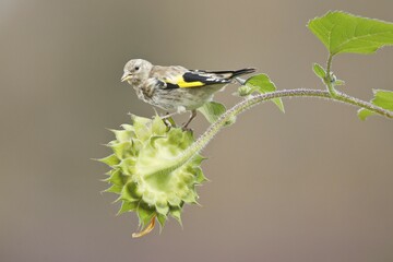 Goldfinch (Carduelis carduelis) sitting on sunflower (Helianthus annuus), Hesse, Germany, Europe
