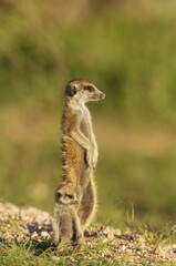 Suricate (Suricata suricatta), adult with young on the lookout, during the rainy season in green surroundings, Kalahari Desert, Kgalagadi Transfrontier Park, South Africa, Africa