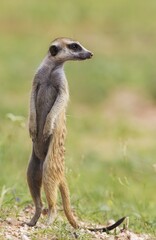 Suricate or meerkat (Suricata suricatta), guard on the lookout, rainy season with green surroundings, Kalahari Desert, Kgalagadi Transfrontier Park, South Africa, Africa