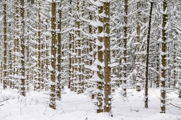 Fototapeta premium Snow-covered tree trunks in the forest, spruces (ficus) with snow, nature park Jauerling, Wachau, Lower Austria, Austria, Europe