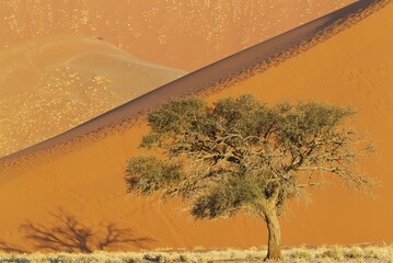 Camel thorn tree (Acacia erioloba) and sand dunes in the evening in the Namib Desert,...