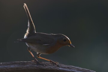 European robin (Erithacus rubecula) sits on branch, Emsland, Lower Saxony, Germany, Europe