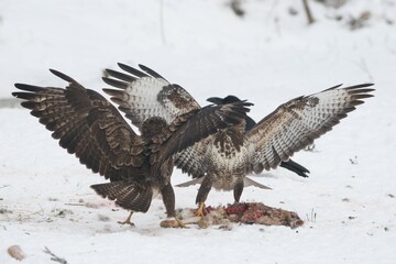 Common Buzzards (Buteo buteo), fighting over a hare, winter, snow, Allgaeu, Bavaria, Germany, Europe