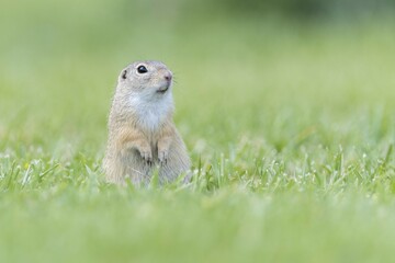 European ground squirrel (Spermophilus citellus) in a meadow, Lower Austria, Austria, Europe