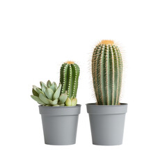 Potted Cacti and Succulent Plants in Minimalist Gray Pots