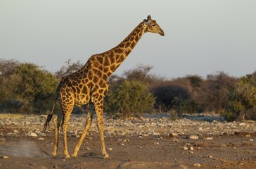 South African giraffe (Giraffa camelopardalis giraffa) male roaming, evening light, Etosha National...