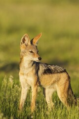 Black-backed Jackal (Canis mesomelas), standing in grassland, Kalahari Desert, Kgalagadi Transfrontier Park, South Africa, Africa