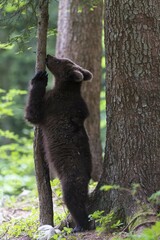 Brown bear (Ursus arctos), young animal stands between tree trunks in the forest, Regional Park Notranjska, Slovenia, Europe
